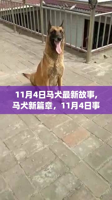 11月4日马犬新篇章，事件下的多面解读与观点碰撞