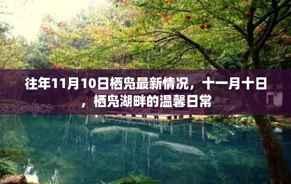 往年11月10日栖凫湖畔的温馨日常与最新动态